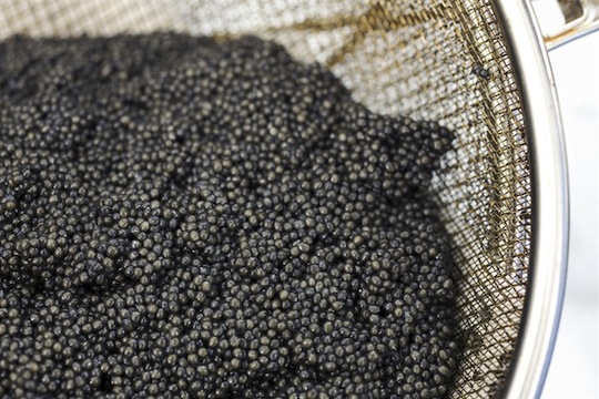 Caviar production is achieving new heights in the world. Caviar 2